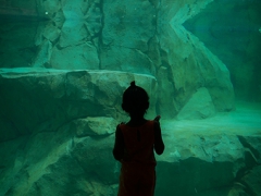 Four Year Old Shanel Crawford-Anticipates A Swimming Polar Bear at the Brookfield Zoo - 
Image by Michael Bracey
